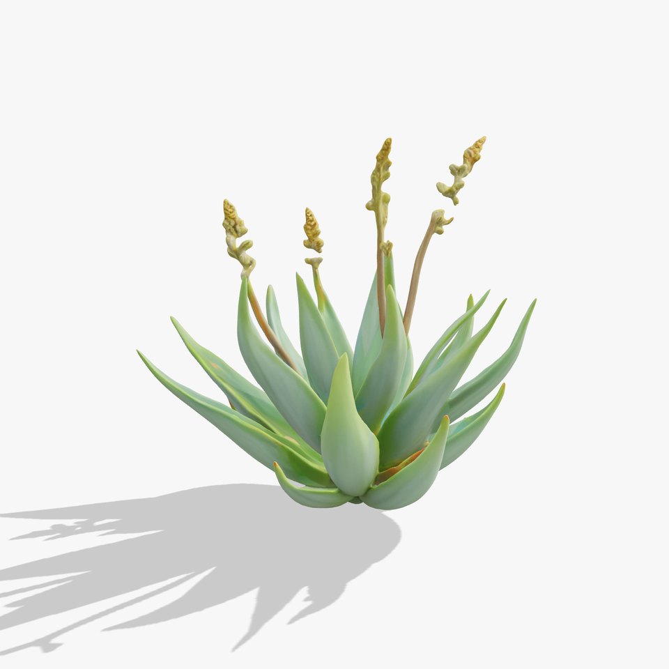Succulent Aloe Green model pack